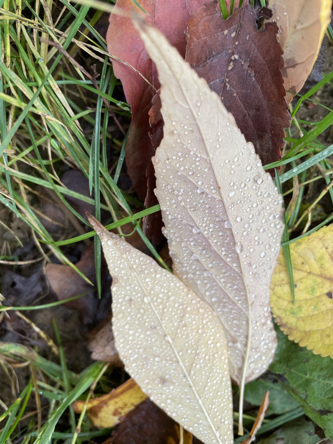 Natte bladeren in het gras